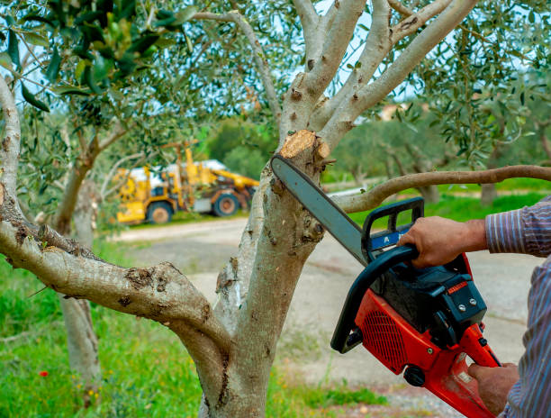 Tree Root Removal